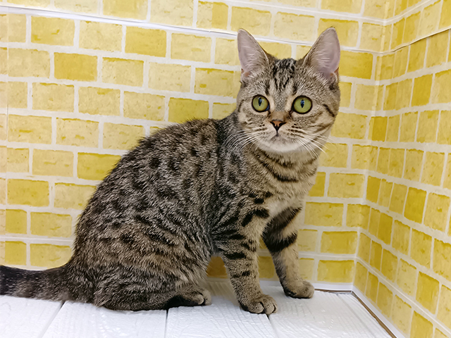 新潟県のマンチカン (ペッツファースト長岡店/2025年9月10日生まれ/女の子/ブラウンタビー)の子猫の1枚目の画像