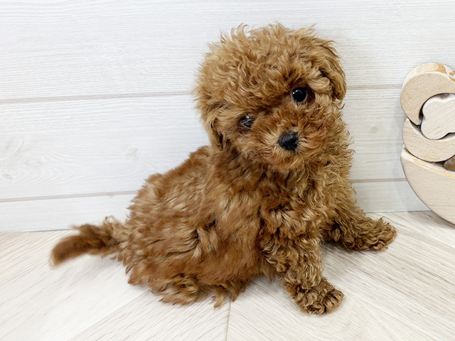 広島県のトイプードル(ティーカップ) (ペッツファースト広島府中店/2026年1月20日生まれ/女の子/レッド)の子犬の1枚目の画像