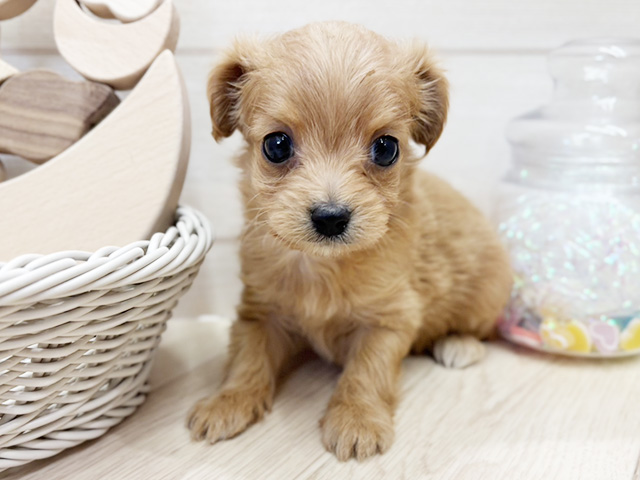 愛知県のチワプー/プーチー(チワワ×プードル) (ペッツファースト大高店/2026年1月17日生まれ/男の子/アプリコット)の子犬の1枚目の画像