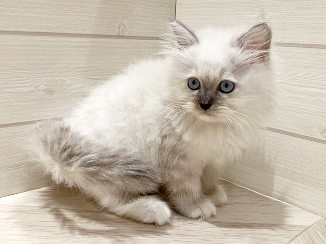 ネヴァマスカレード, 性別 男の子, 誕生日 2026/01/20, 毛色 ブルーリンクスポイント, 出身 静岡県, 店舗 豊洲店(東京都), お問い合わせ番号 2511098