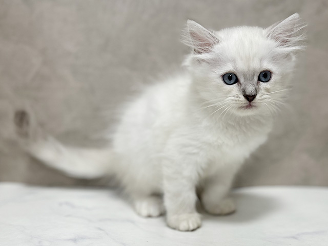 ネヴァマスカレード