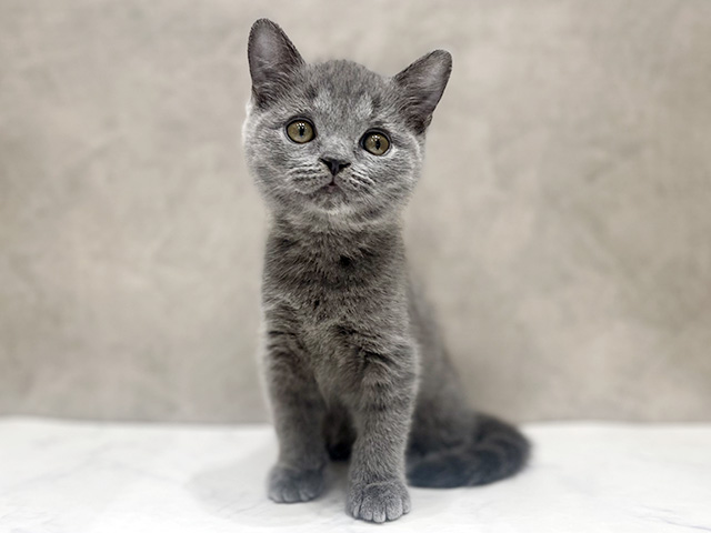 千葉県のブリティッシュショートヘアー (ペッツファーストららぽーとTOKYO-BAY店/2026年1月20日生まれ/男の子/ブルー)の子猫の1枚目の画像