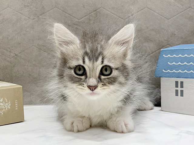 東京都のサイベリアン (ペッツファースト晴海店/2026年1月11日生まれ/男の子/ブルータビーホワイト)の子猫