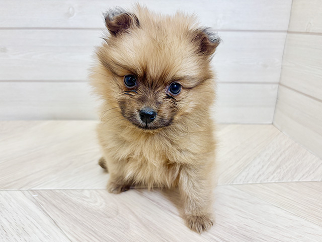 神奈川県のポメプー(ポメラニアン×プードル) (ペッツファースト大和鶴間店/2026年1月20日生まれ/男の子/オレンジ)の子犬の1枚目の画像