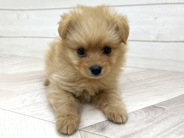埼玉県のポメプー(ポメラニアン×プードル) (ペッツファースト上尾店/2026年1月20日生まれ/男の子/クリーム)の子犬の1枚目の画像