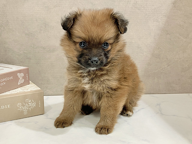 東京都のポメプー(ポメラニアン×プードル) (ペッツファースト武蔵小山店/2026年1月20日生まれ/女の子/オレンジ)の子犬の1枚目の画像