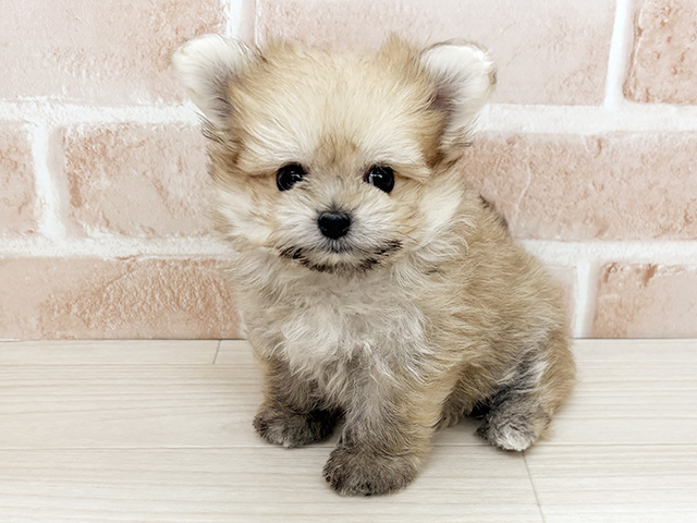埼玉県のポメビション(ポメラニアン×ビションフリーゼ) (ペッツファーストさいたま新都心店/2026年1月20日生まれ/女の子/オレンジ)の子犬の1枚目の画像