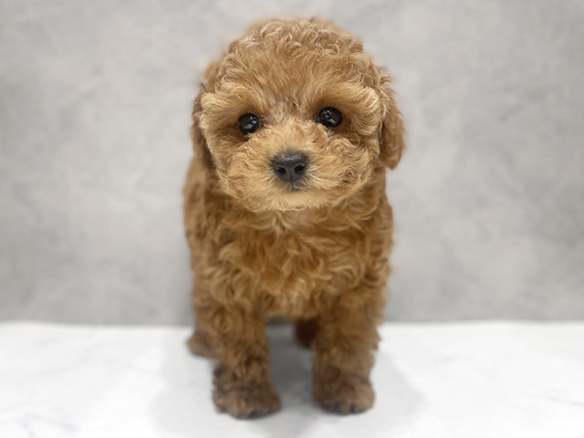 千葉県のトイプードル(トイ) (ペッツファーストららぽーとTOKYO-BAY店/2026年1月19日生まれ/男の子/レッド)の子犬の1枚目の画像