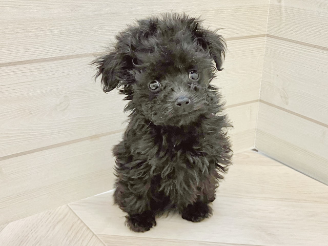 福岡県のトイプードル(トイ) (ペッツファースト大牟田店/2026年1月13日生まれ/女の子/ブラック)の子犬の1枚目の画像