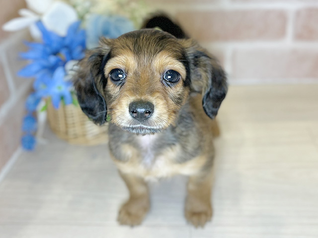 千葉県のチワックス(チワワ×ダックス) (ペッツファースト千葉ニュータウン店/2026年1月20日生まれ/男の子/レッド)の子犬の1枚目の画像