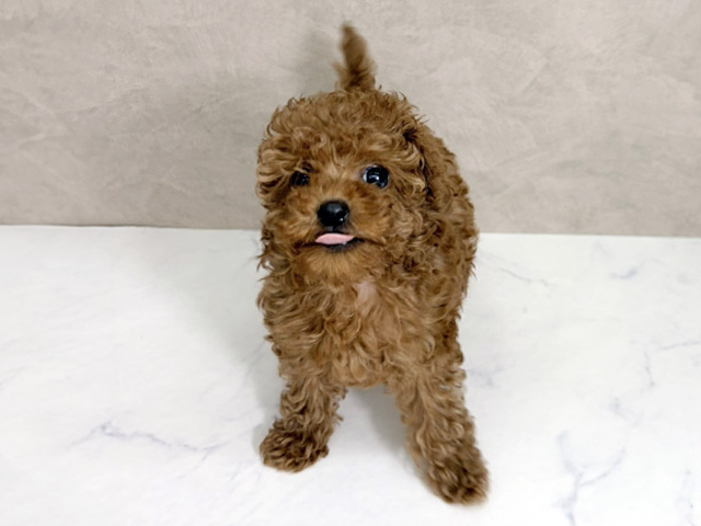トイプードル