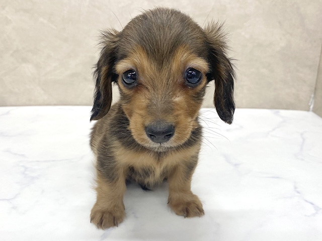 東京都のミニチュアダックスフンド(ロング) (ペッツファースト八王子多摩美大前店/2026年1月20日生まれ/男の子/レッド)の子犬の1枚目の画像