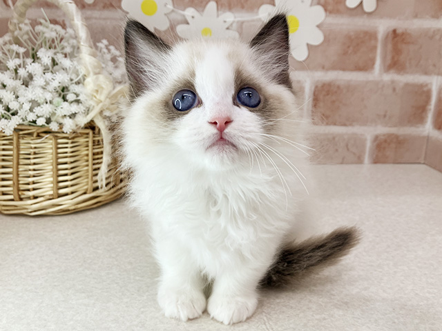 東京都のラグドール (ペッツファーストお台場店/2026年1月20日生まれ/男の子/シールポイントバイカラー)の子猫の1枚目の画像