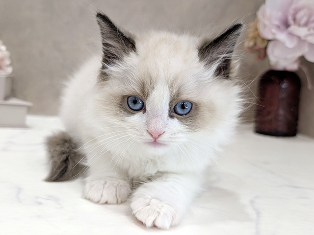 東京都のラグドール (ペッツファースト新宿店/2026年1月20日生まれ/男の子/シールポイントバイカラー)の子猫
