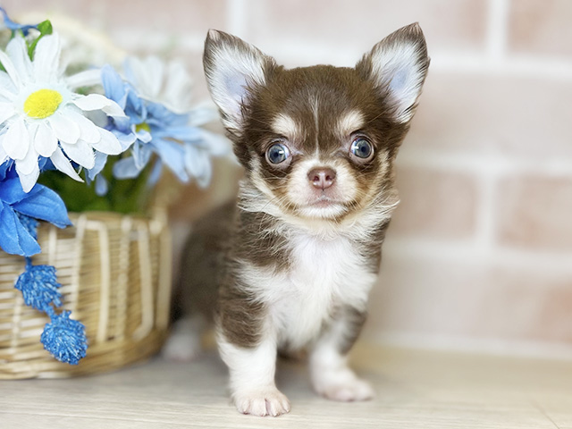 千葉県のチワワ(ロング) (ペッツファースト千葉ニュータウン店/2026年1月20日生まれ/男の子/チョコレートタンホワイト)の子犬の1枚目の画像