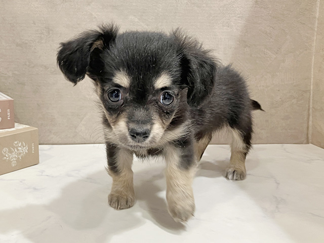東京都のチワックス(チワワ×ダックス) (ペッツファースト武蔵小山店/2026年1月20日生まれ/女の子/ブラックタンホワイト)の子犬の1枚目の画像
