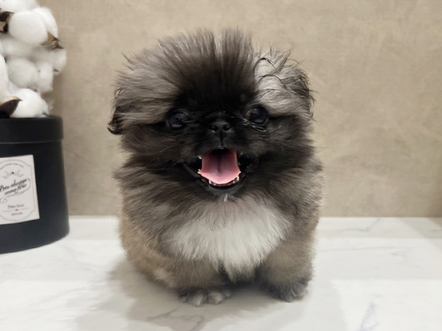 広島県のペキニーズ (ペッツファースト宇品店/2026年1月17日生まれ/男の子/フォーンホワイト)の子犬の1枚目の画像