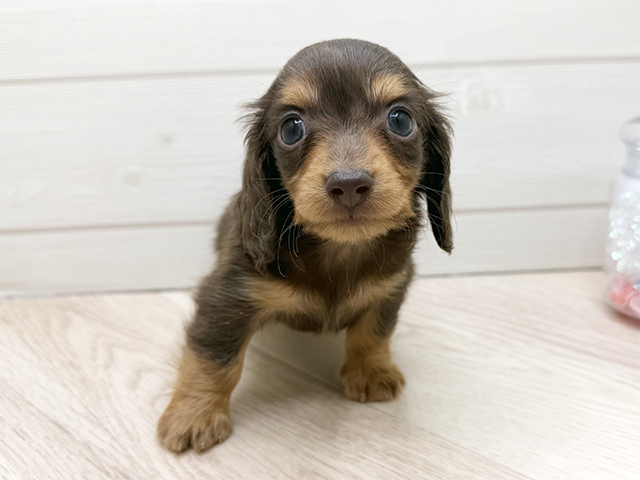 東京都のカニンヘンダックスフンド(ロング) (ペッツファースト渋谷店/2026年1月20日生まれ/女の子/チョコレートタン)の子犬の1枚目の画像