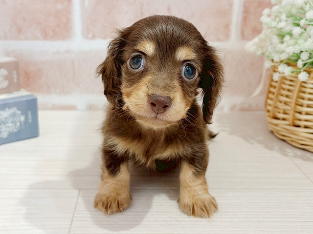 カニヘンダックスフンド