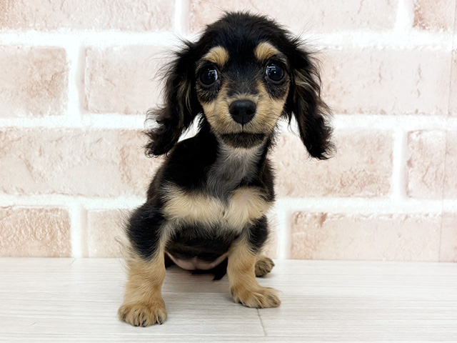 カニヘンダックスフンド