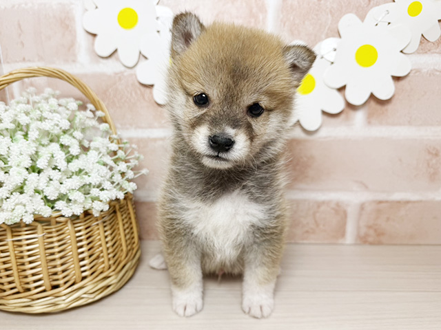 静岡県の豆柴 (ペッツファースト富士南店/2026年1月20日生まれ/男の子/赤)の子犬の1枚目の画像