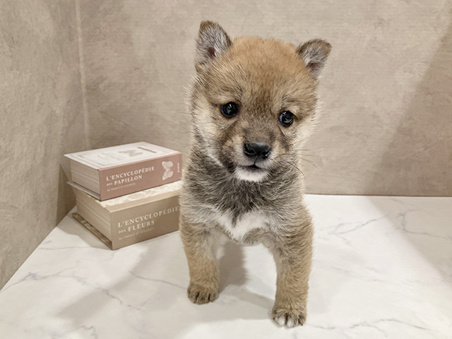 東京都の豆柴 (ペッツファースト武蔵小山店/2026年1月20日生まれ/男の子/赤)の子犬の1枚目の画像