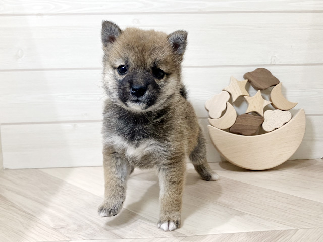 鳥取県の豆柴 (ペッツファースト日吉津店/2026年1月20日生まれ/女の子/赤)の子犬の1枚目の画像
