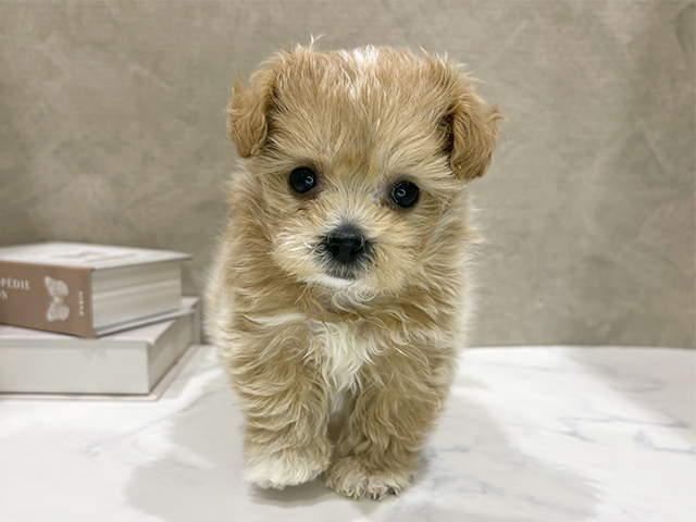 大阪府のマルプー(マルチーズ×プードル) (ペッツファースト難波店/2026年1月19日生まれ/女の子/クリーム)の子犬の1枚目の画像