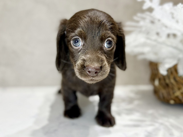 大阪府のミニチュアダックスフンド(ロング) (ペッツファースト茶屋町店/2026年1月20日生まれ/女の子/チョコレート)の子犬の1枚目の画像