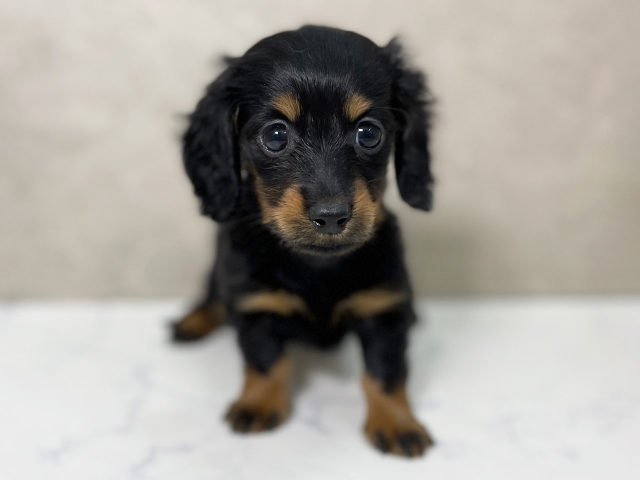 ミニチュアダックスフンド