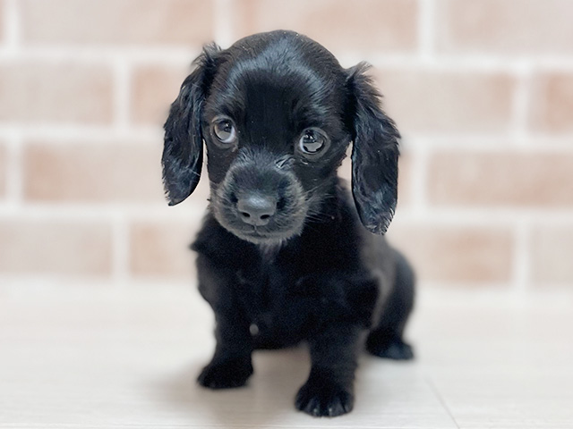 ミニチュアダックスフンド