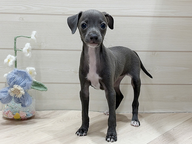 大阪府のイタリアングレーハウンド (ペッツファーストららぽーと門真店/2026年1月19日生まれ/女の子/ブルー)の子犬の1枚目の画像