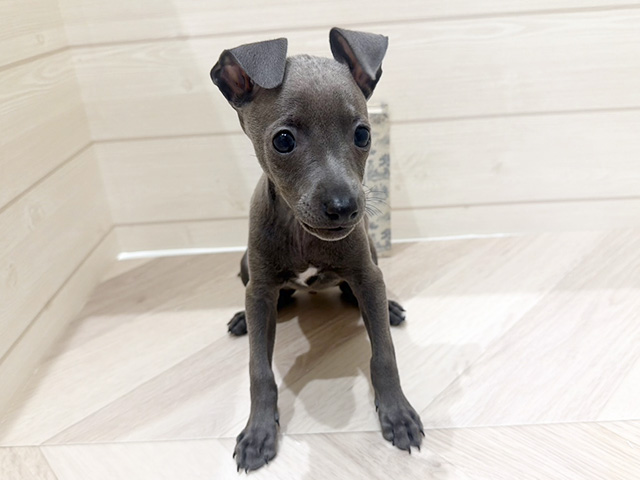 愛知県のイタリアングレーハウンド (ペッツファースト岡崎店/2026年1月19日生まれ/女の子/ブルーフォーン)の子犬の1枚目の画像