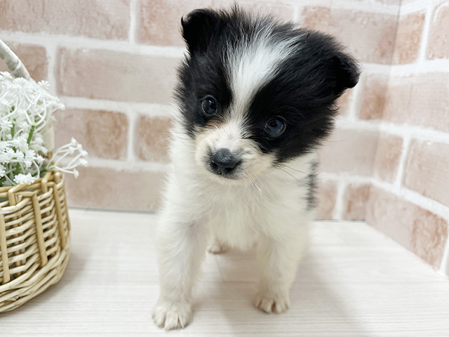 大阪府のポメチワ/チワポメ/ポメチー(ポメラニアン×チワワ) (ペッツファースト茨木店/2026年1月20日生まれ/男の子/パーティーカラー)の子犬の1枚目の画像