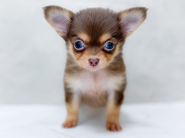 東京都のポメチワ/チワポメ/ポメチー(ポメラニアン×チワワ) (ペッツファースト恵比寿店/2026年1月20日生まれ/女の子/チョコレートタン)の子犬の1枚目の画像