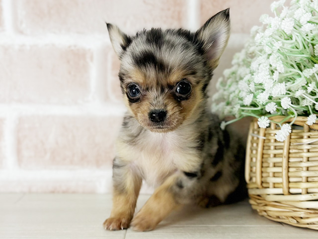 京都府のポメチワ/チワポメ/ポメチー(ポメラニアン×チワワ) (ペッツファースト京都店/2026年1月20日生まれ/男の子/ブルーマール)の子犬の1枚目の画像