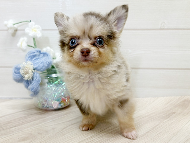 大阪府のポメチワ/チワポメ/ポメチー(ポメラニアン×チワワ) (ペッツファーストららぽーと門真店/2026年1月20日生まれ/男の子/チョコレートマール)の子犬の1枚目の画像