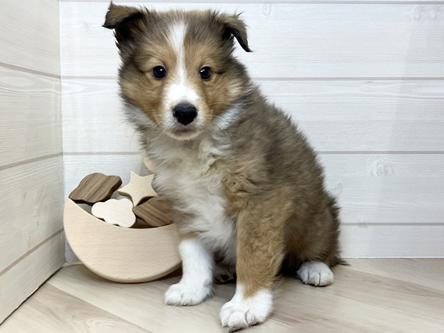 シェットランドシープドッグ