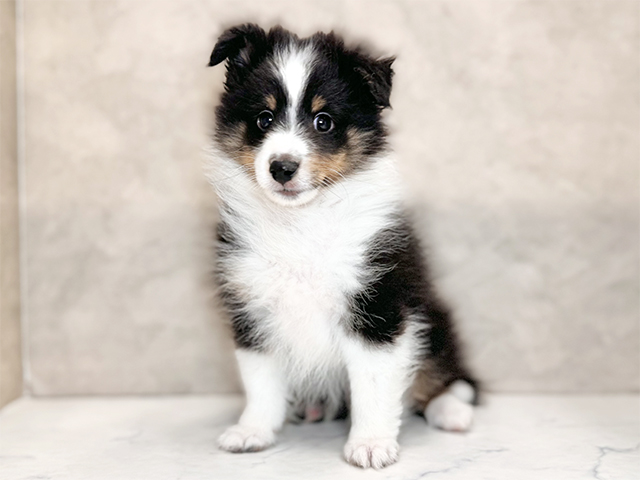 埼玉県のシェットランドシープドッグ (ペッツファーストPETEMOレイクタウンmori店/2026年1月20日生まれ/男の子/トライカラー)の子犬