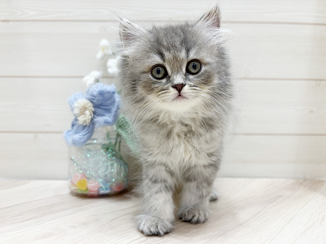 大阪府のサイベリアン (ペッツファーストららぽーと門真店/2026年1月20日生まれ/男の子/ブルータビー)の子猫の1枚目の画像