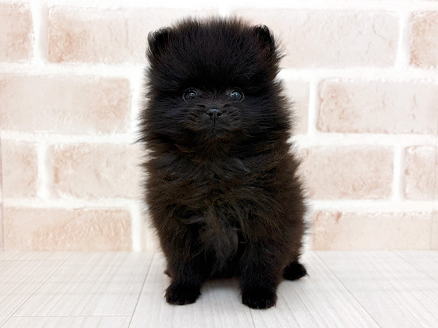 埼玉県のポメラニアン (ペッツファーストさいたま新都心店/2026年1月19日生まれ/女の子/ブラック)の子犬