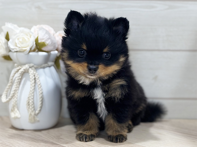 東京都のポメラニアン (ペッツファースト吉祥寺本店/2026年1月20日生まれ/男の子/ブラックタンホワイト)の子犬