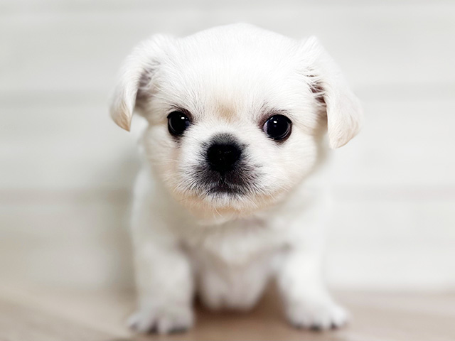 大阪府のチワペキ/ペキチー/ペキチワ(チワワ×ペキニーズ) (ペッツファースト梅田店/2026年1月19日生まれ/男の子/クリームホワイト)の子犬の1枚目の画像