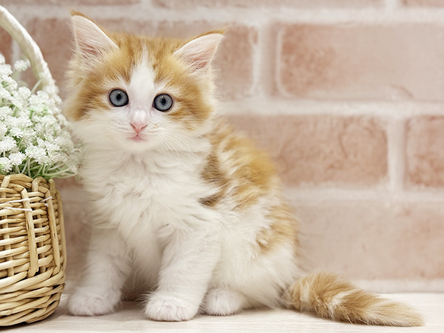 大阪府のメインクーン (ペッツファースト北心斎橋店/2026年1月12日生まれ/女の子/レッドタビーホワイト)の子猫の1枚目の画像