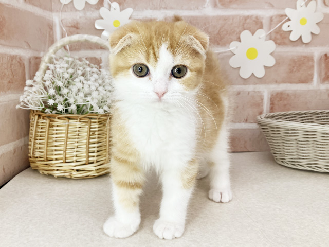 東京都のスコティッシュフォールド (ペッツファーストお台場店/2026年1月18日生まれ/女の子/レッドタビーホワイト)の子猫