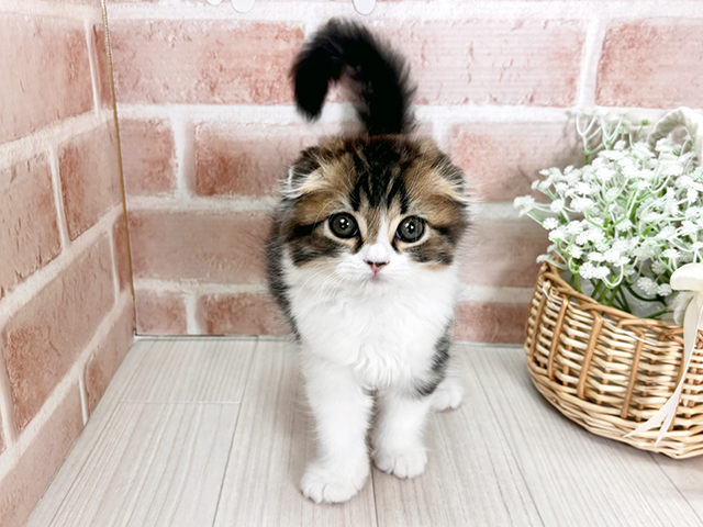 埼玉県のスコティッシュフォールド (ペッツファースト川越店/2026年1月18日生まれ/男の子/ブラウンタビーホワイト)の子猫の1枚目の画像