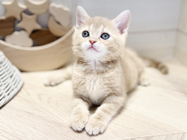 群馬県のアメリカンショートヘアー (ペッツファースト高崎店/2026年1月20日生まれ/女の子/クリームタビー)の子猫の1枚目の画像