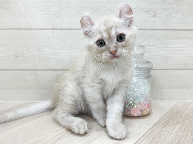 アメリカンカール