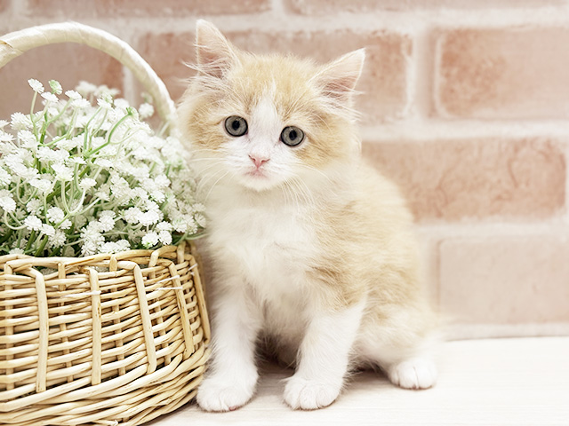 大阪府のサイベリアン (ペッツファースト北心斎橋店/2026年1月19日生まれ/男の子/クリームタビーホワイト)の子猫の1枚目の画像