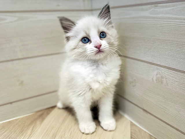 神奈川県のラグドール (ペッツファースト川崎店/2026年1月17日生まれ/女の子/ブルーポイントバイカラー)の子猫の1枚目の画像